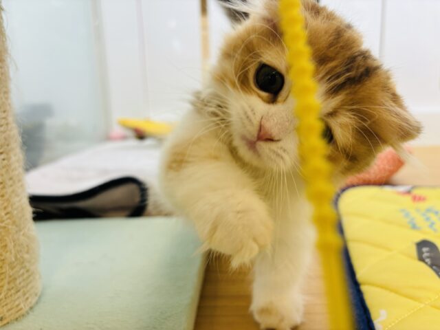 マンチカン