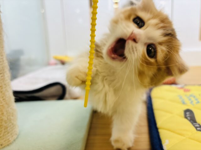 マンチカン