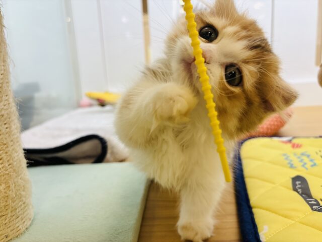 マンチカン