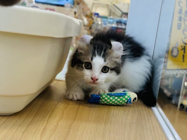 キンカロー