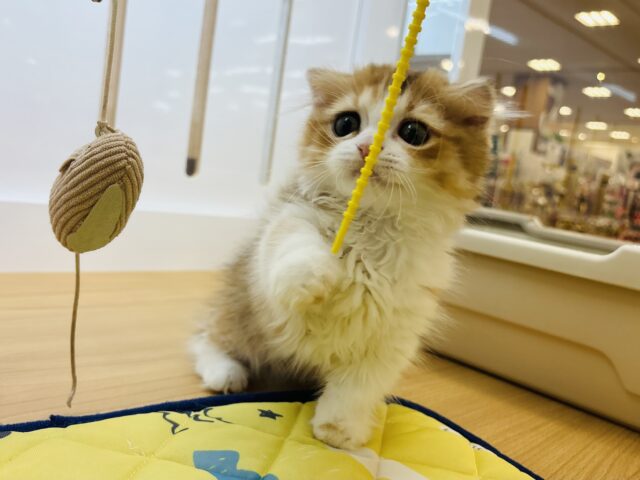 マンチカン