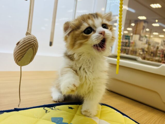 マンチカン