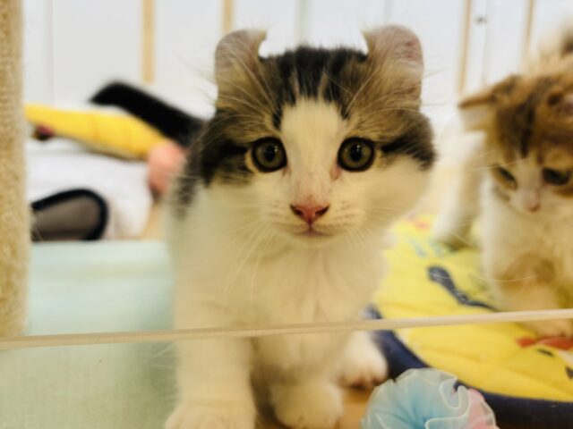 キンカロー