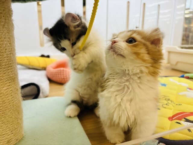 キンカロー