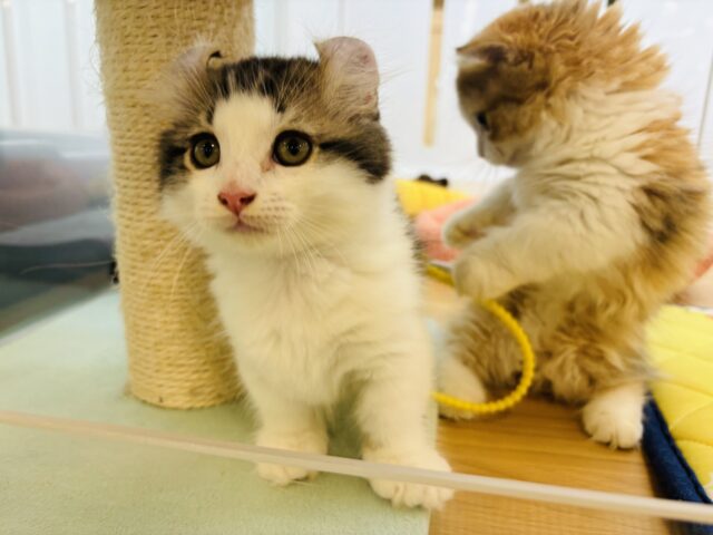 キンカロー