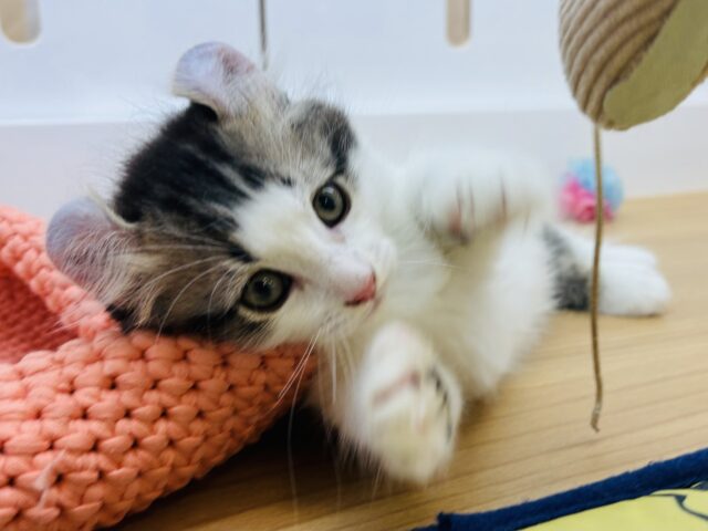キンカロー