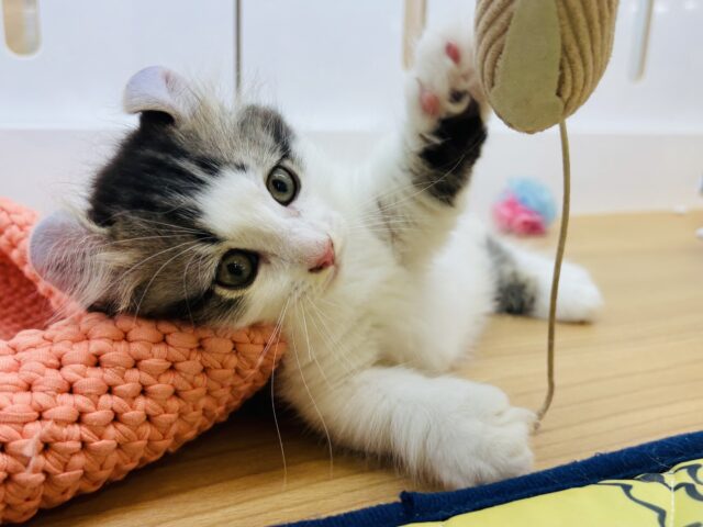 キンカロー