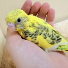 元気いっぱい成長中のセキセイインコちゃん❣️(黄ハルクイン)(ヒナ)