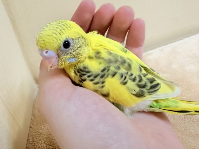 元気いっぱい成長中のセキセイインコちゃん❣️(黄ハルクイン)(ヒナ)