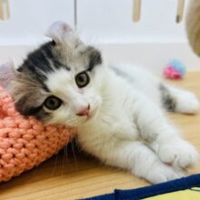ボクの宝物はおもちゃ♡キンカローくん！