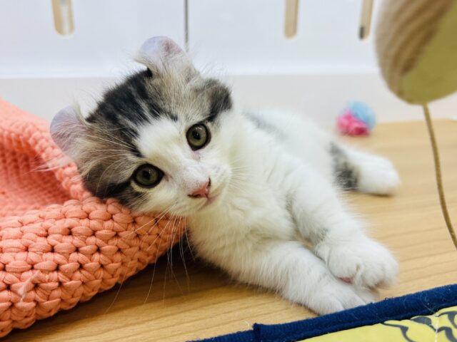 ボクの宝物はおもちゃ♡キンカローくん！