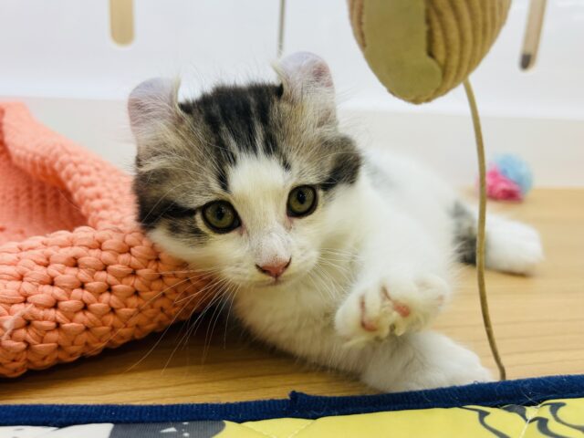 キンカロー