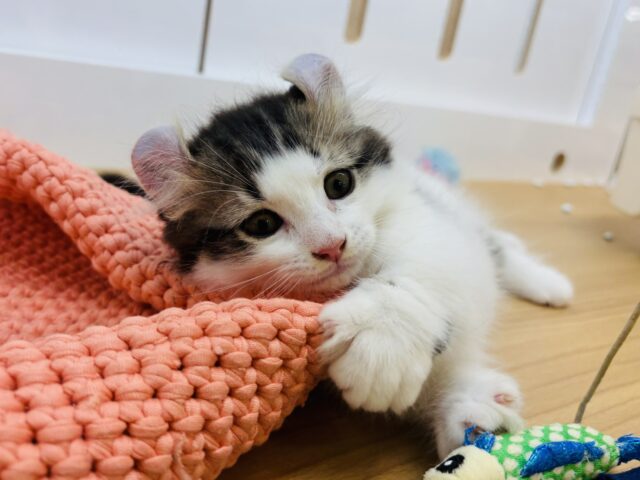 キンカロー
