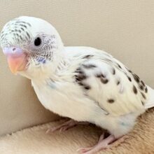淡ーい優しいカラーのセキセイインコちゃん❣️(クリームハルクイン)(ヒナ)