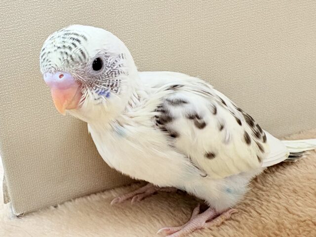 淡ーい優しいカラーのセキセイインコちゃん❣️(クリームハルクイン)(ヒナ)