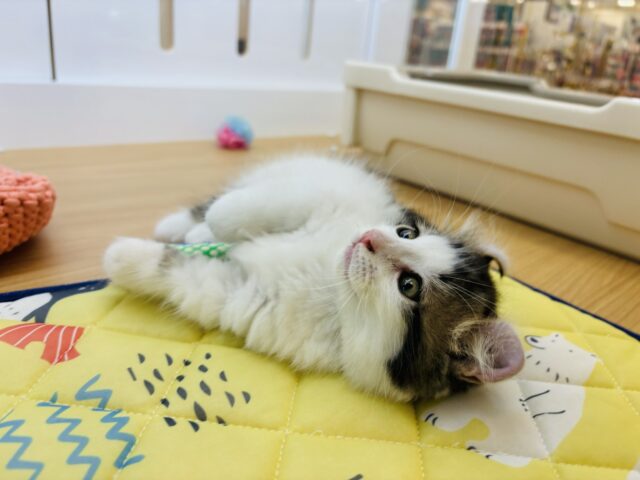 キンカロー