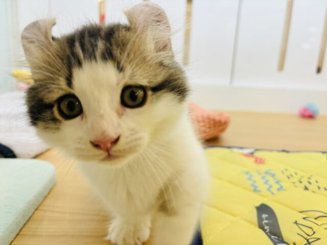 キンカロー