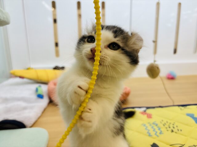 キンカロー