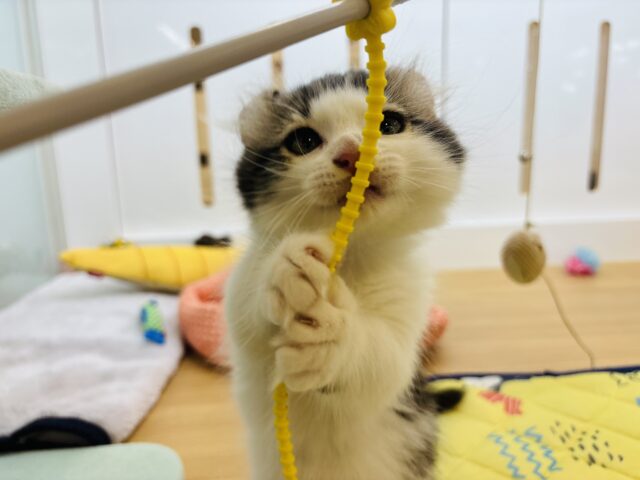 キンカロー