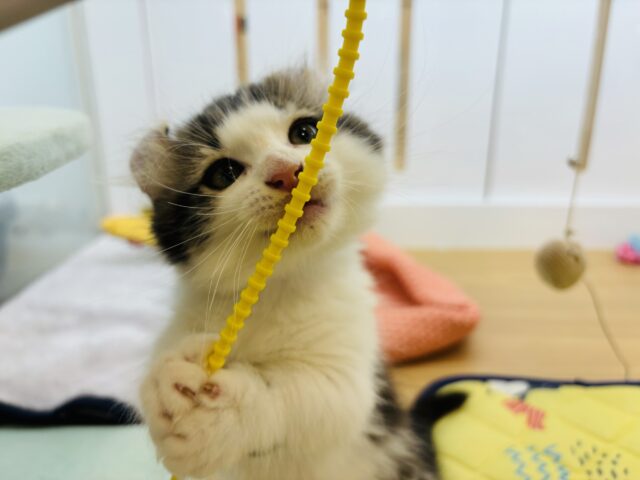 キンカロー
