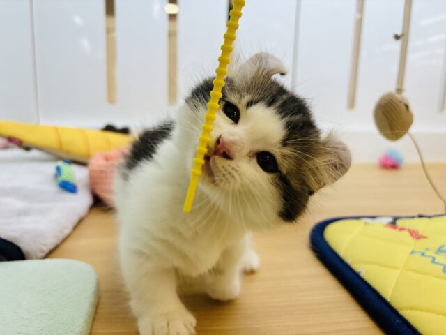 キンカロー