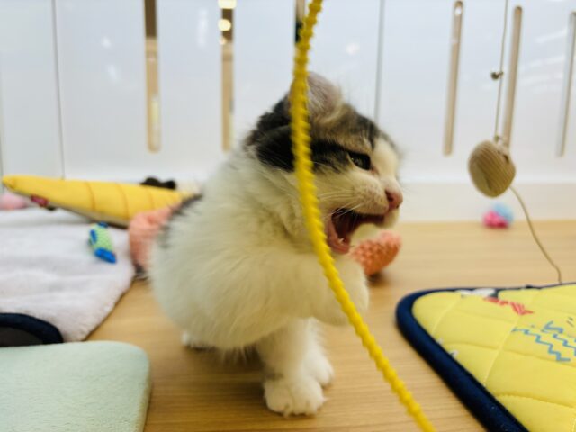 キンカロー