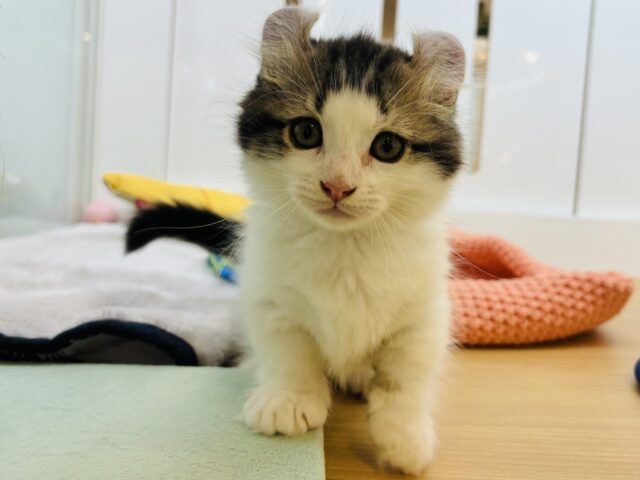 キンカロー