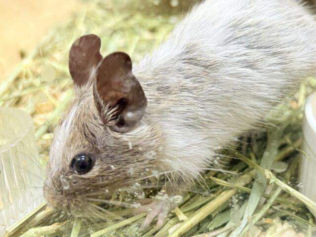 デグー