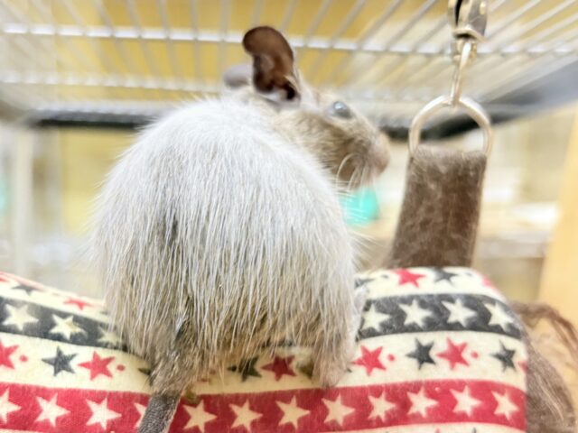 デグー