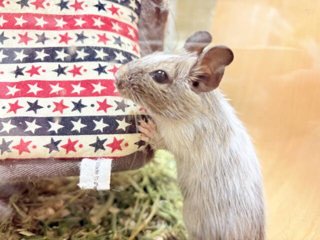 デグー