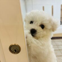 僕の溢れ出る愛をどうにかちて！ビションフリーゼくん！