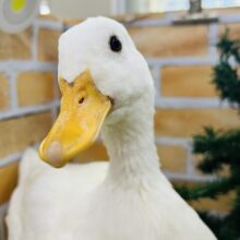 寂しがりやの甘えん坊♥クエックエッ✨コールダック❤️