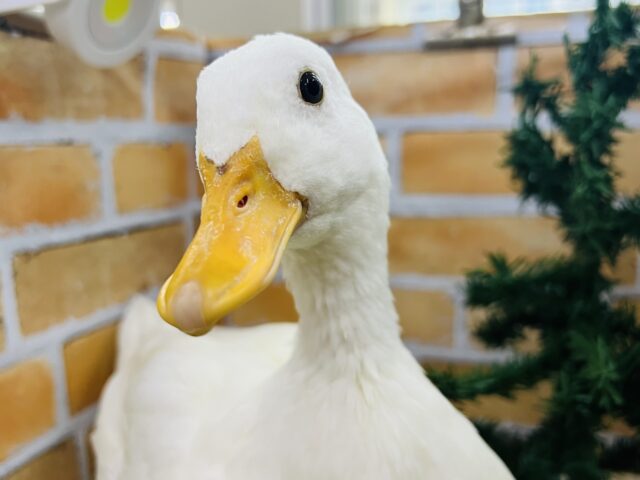 寂しがりやの甘えん坊♥クエックエッ✨コールダック❤️