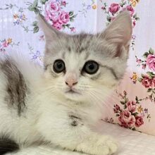 久しぶり♪短足マンチさんがやって来たよ！