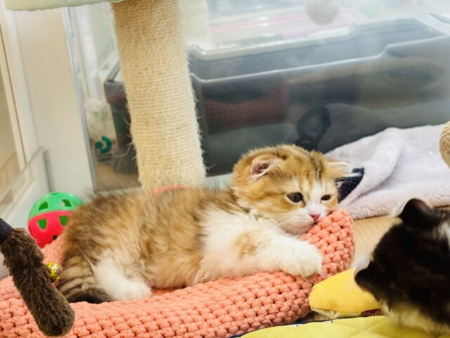 マンチカン