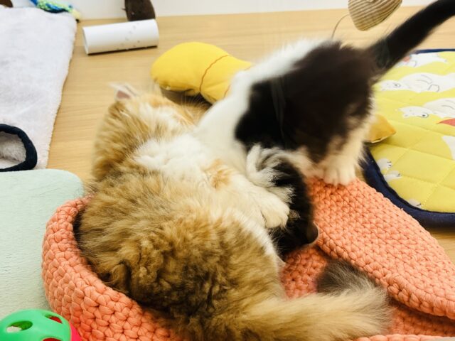 キンカロー