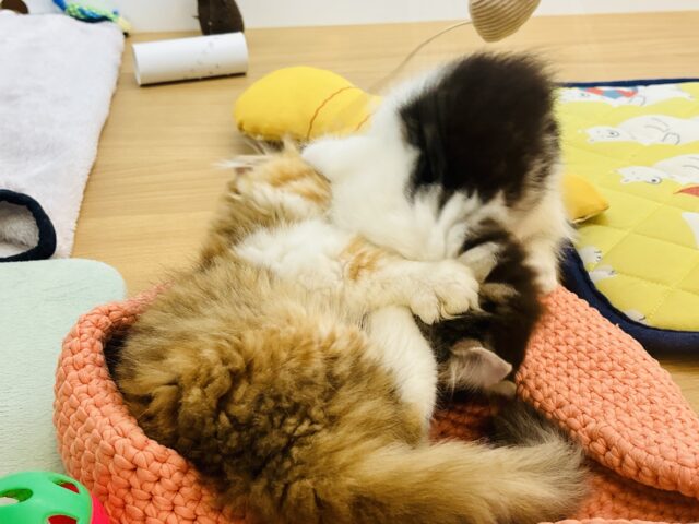 キンカロー