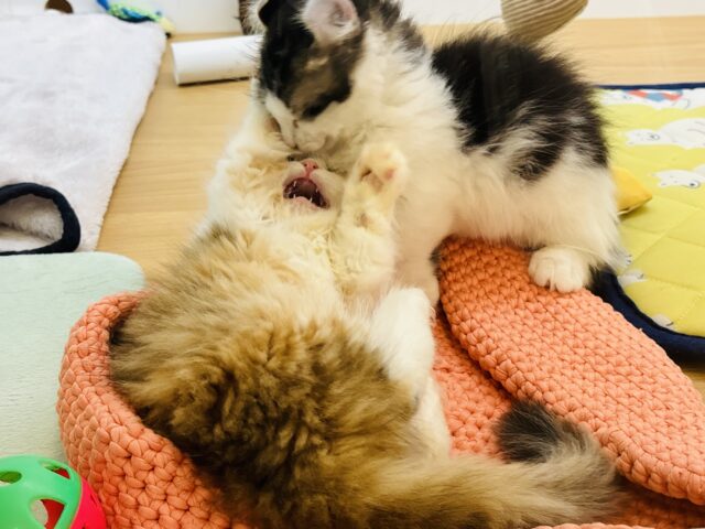 キンカロー