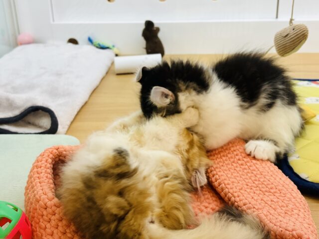 キンカロー