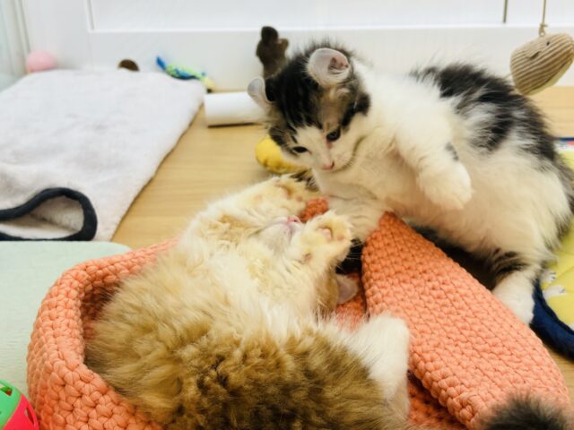 キンカロー