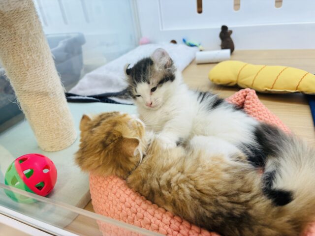 キンカロー
