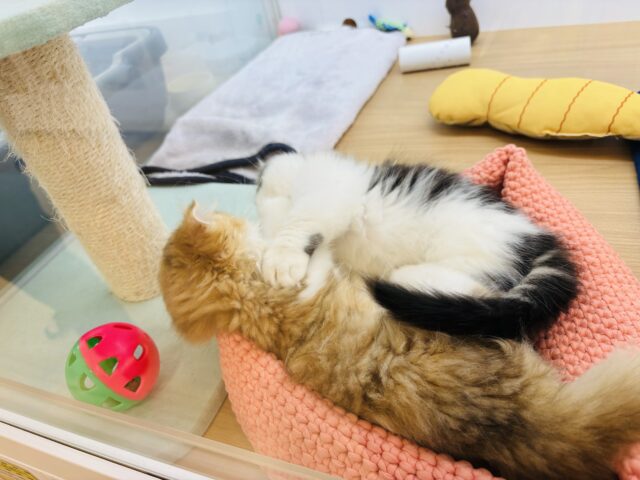 キンカロー