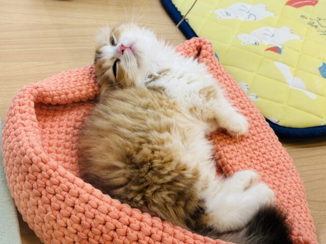マンチカン
