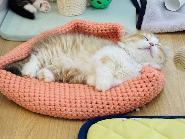 マンチカン