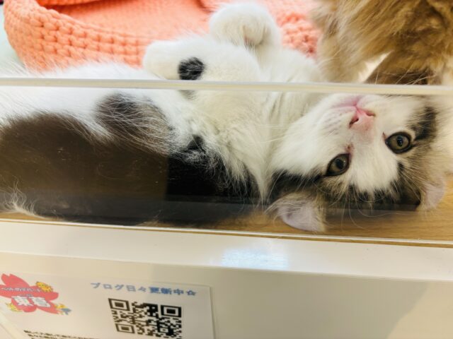 キンカロー