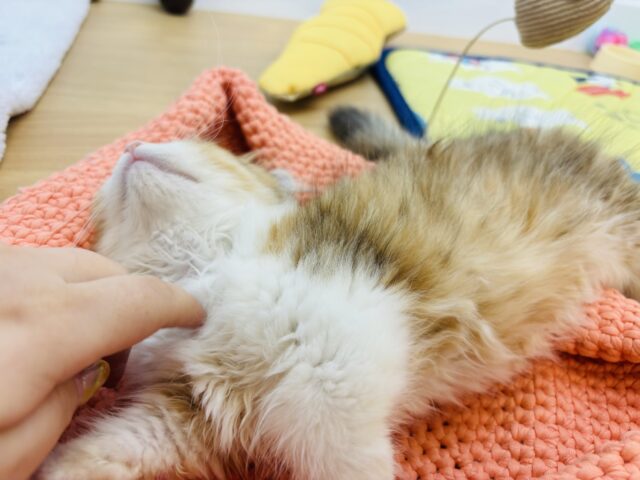 マンチカン