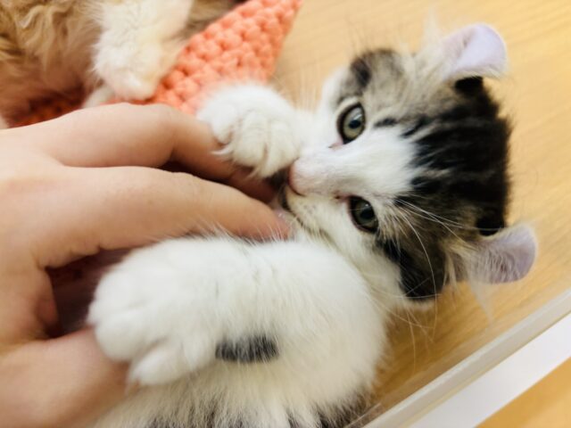 キンカロー