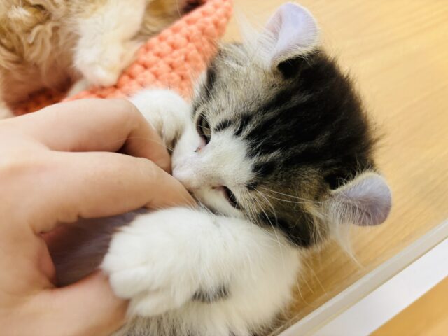 キンカロー
