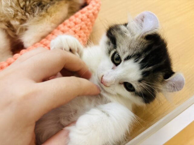 キンカロー