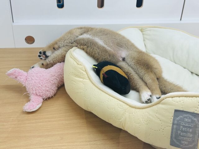 柴犬